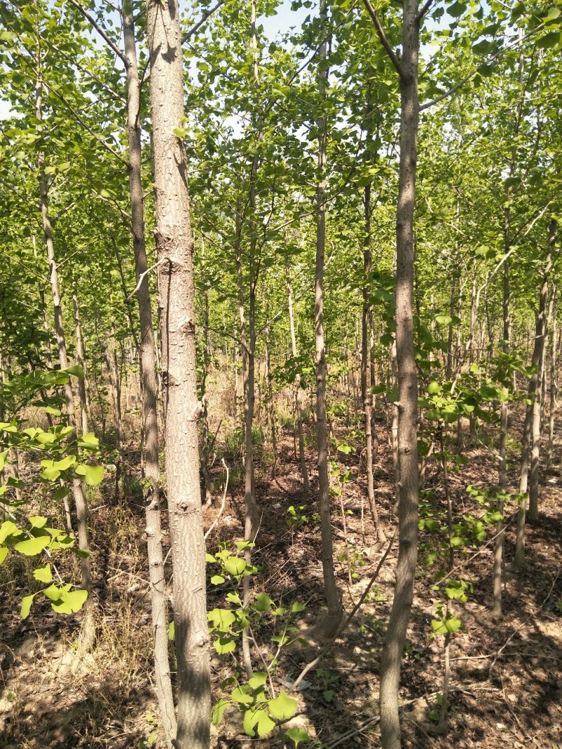 银杏树，白果树，绿化银杏树，漯河银杏树，河南银杏树。