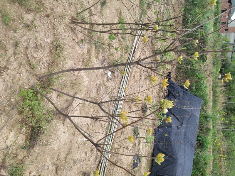 杜鹃映山红黄色红色都正品干花都有观赏药用