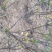 杜鹃映山红黄色红色都正品干花都有观赏药用