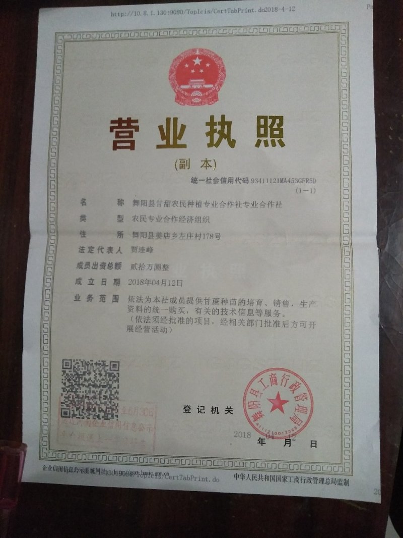 银杏树，白果树，绿化银杏树，漯河银杏树，河南银杏树。