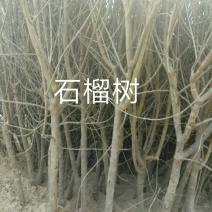石榴树