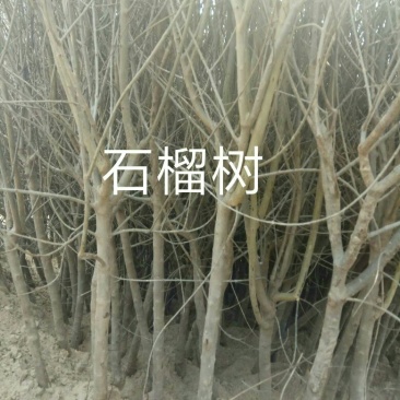石榴树
