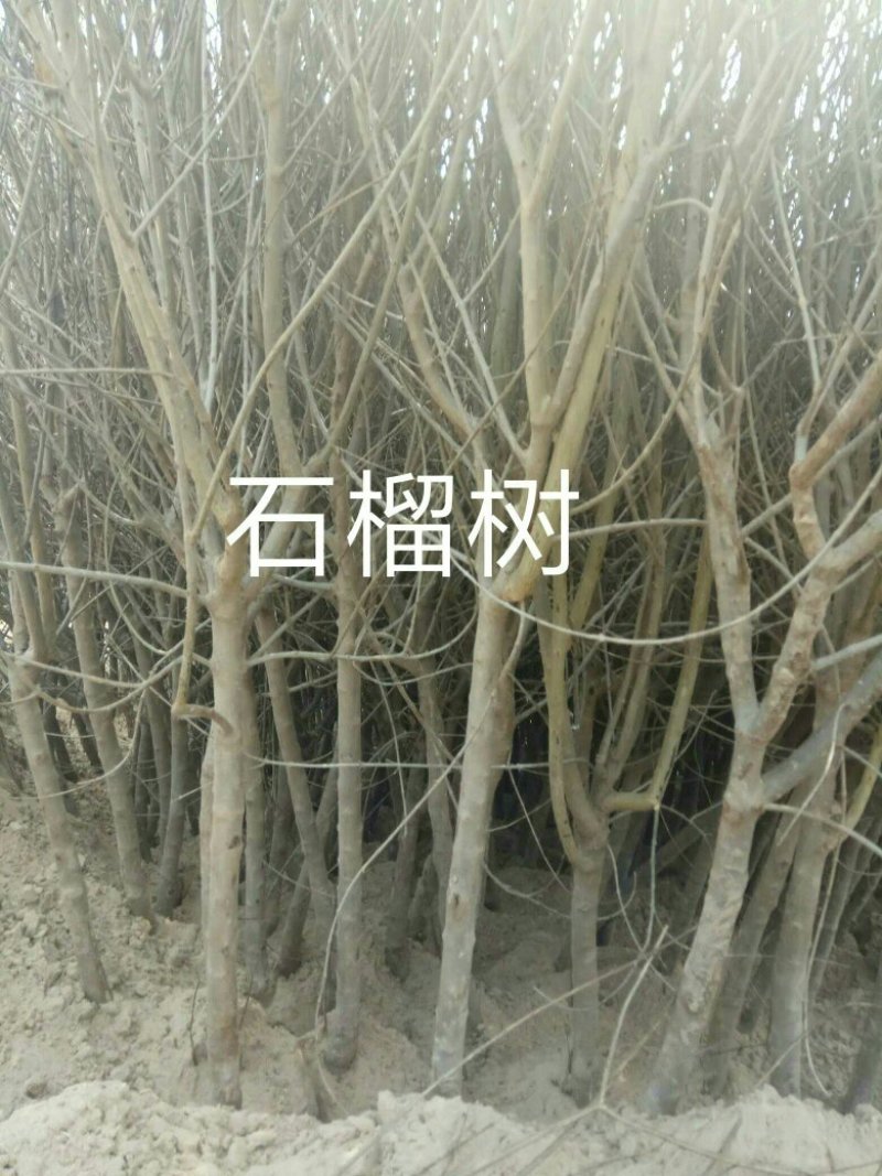 石榴树
