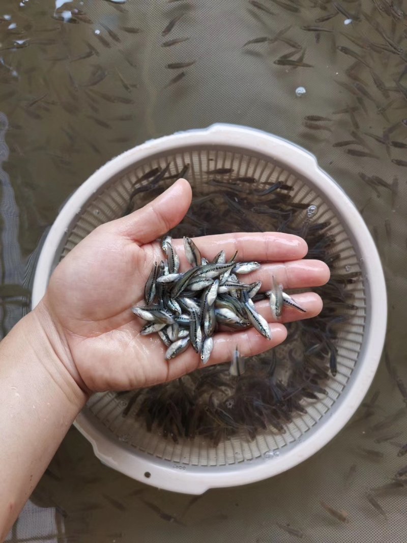 加洲鲈鱼苗肉质鲜美欢迎采购。。。。。