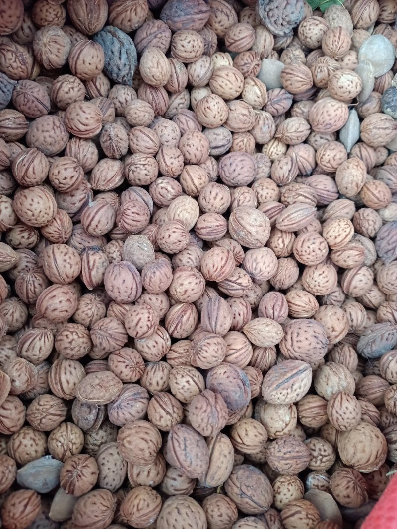 毛桃核大货批发规格齐全颜色好一手货源价格优！