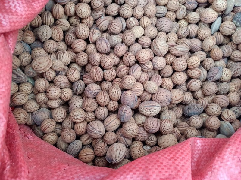 毛桃核大货批发规格齐全颜色好一手货源价格优！