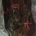 甜蜜蓝宝石葡萄苗,成活率高,技术指导,保品种,可签合同