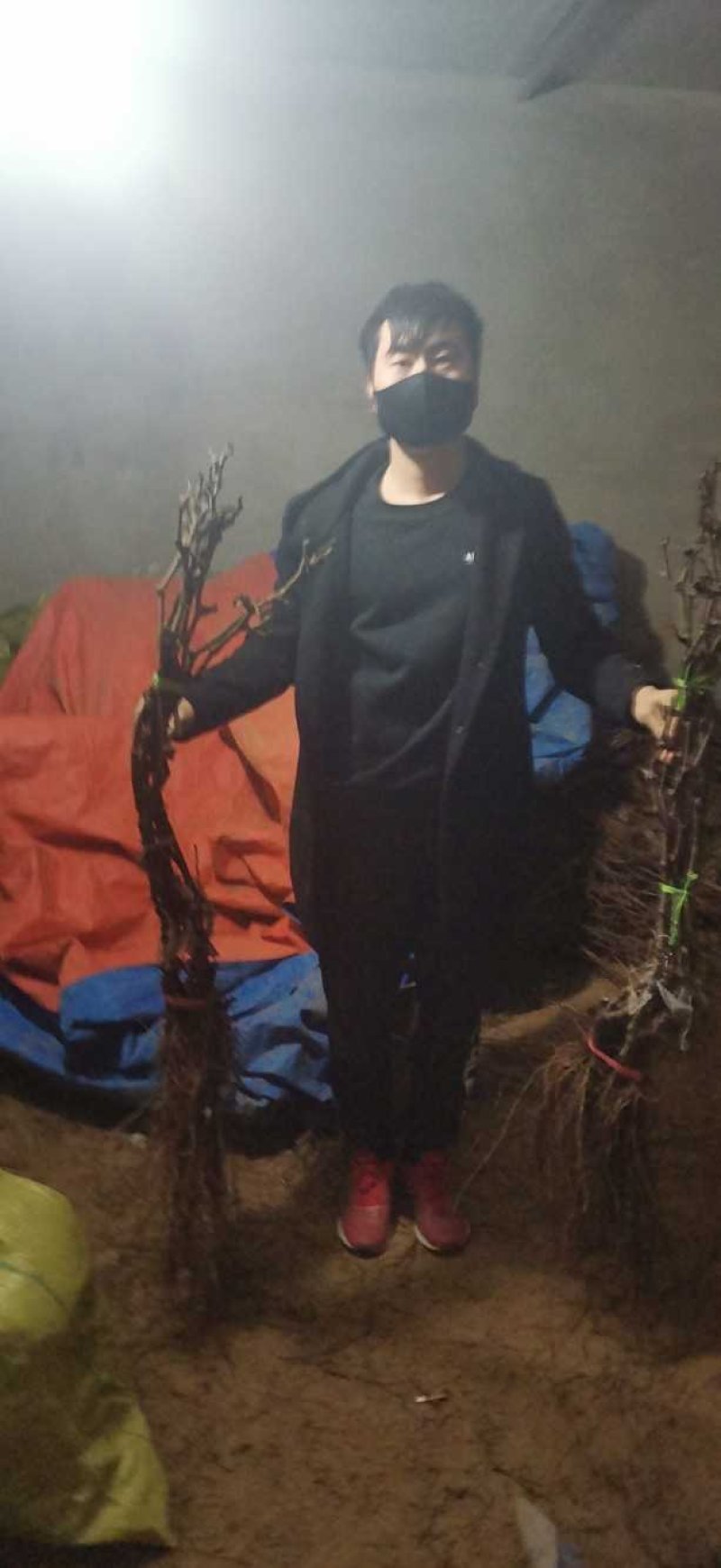 甜蜜蓝宝石葡萄苗，成活率高，技术指导，保品种，可签合同