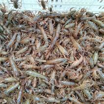出售小龙虾虾苗，种苗，种虾，免费提供水草，药品，防逃网