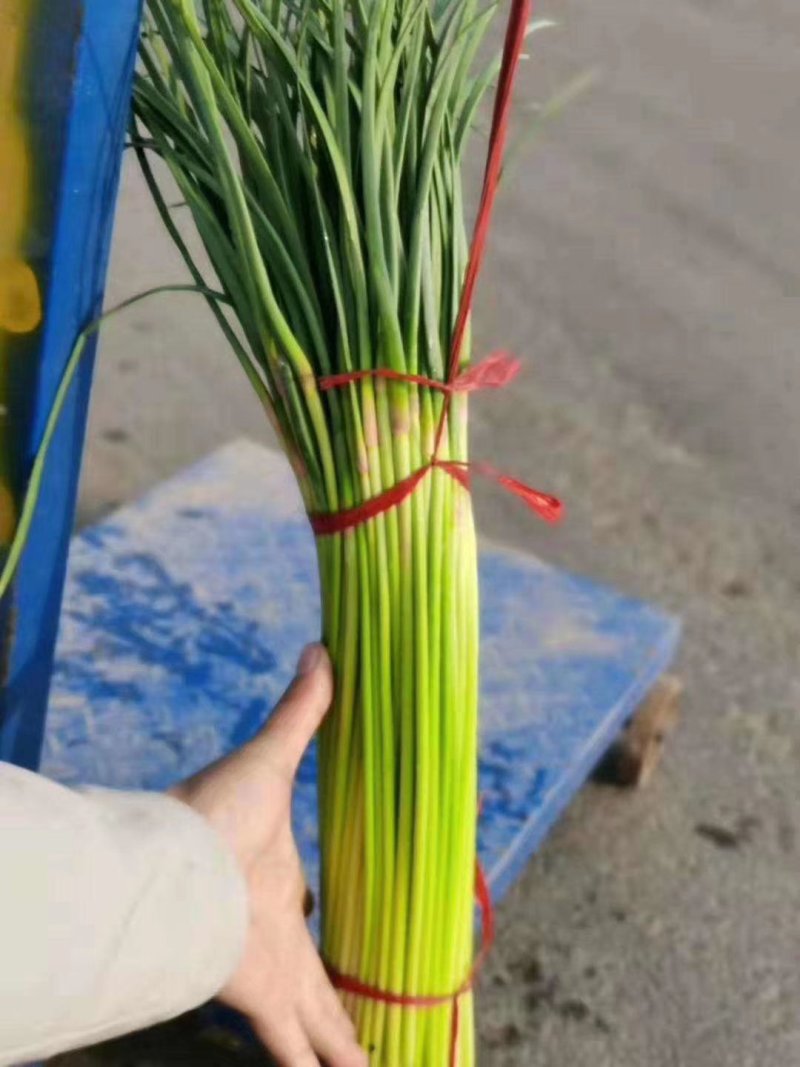 上市了，河南通许红帽蒜苔大量供应，产地直发，支持视频看货