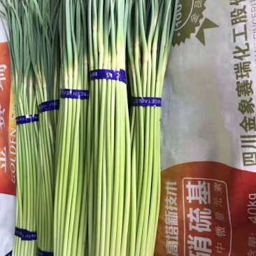 上市了，河南通许红帽蒜苔大量供应，产地直发，支持视频看货