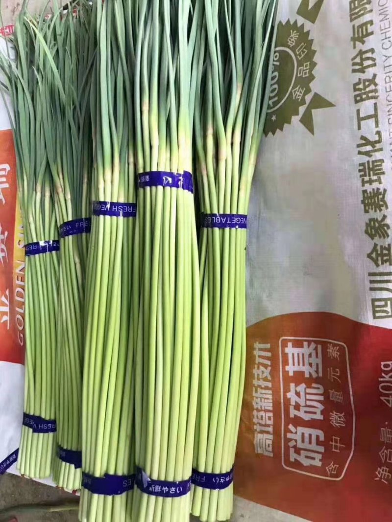 上市了，河南通许红帽蒜苔大量供应，产地直发，支持视频看货