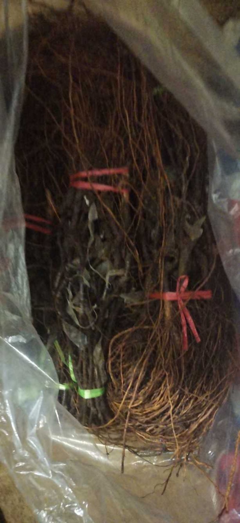 阳光玫瑰葡萄苗，成活率高，技术指导，保品种，可签合同