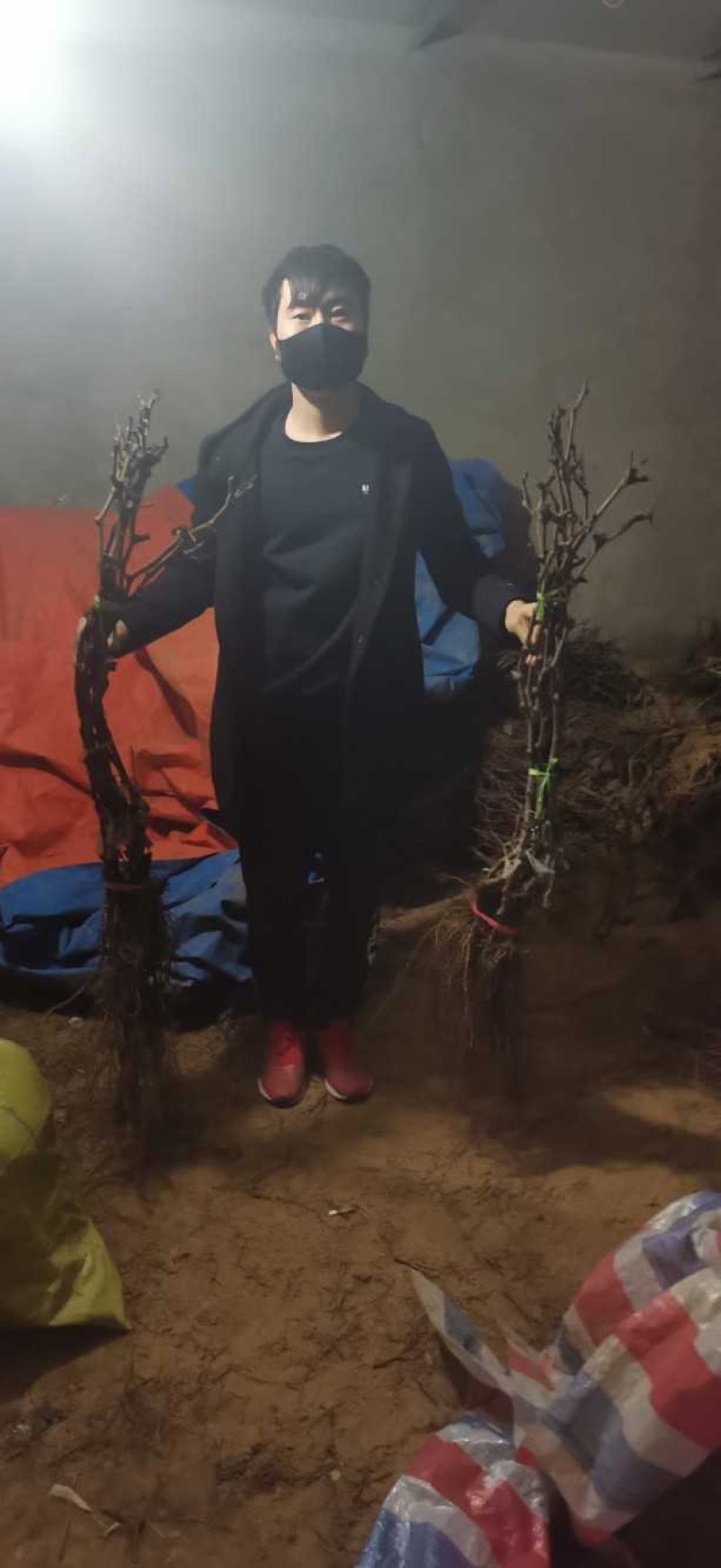 阳光玫瑰葡萄苗，成活率高，技术指导，保品种，可签合同