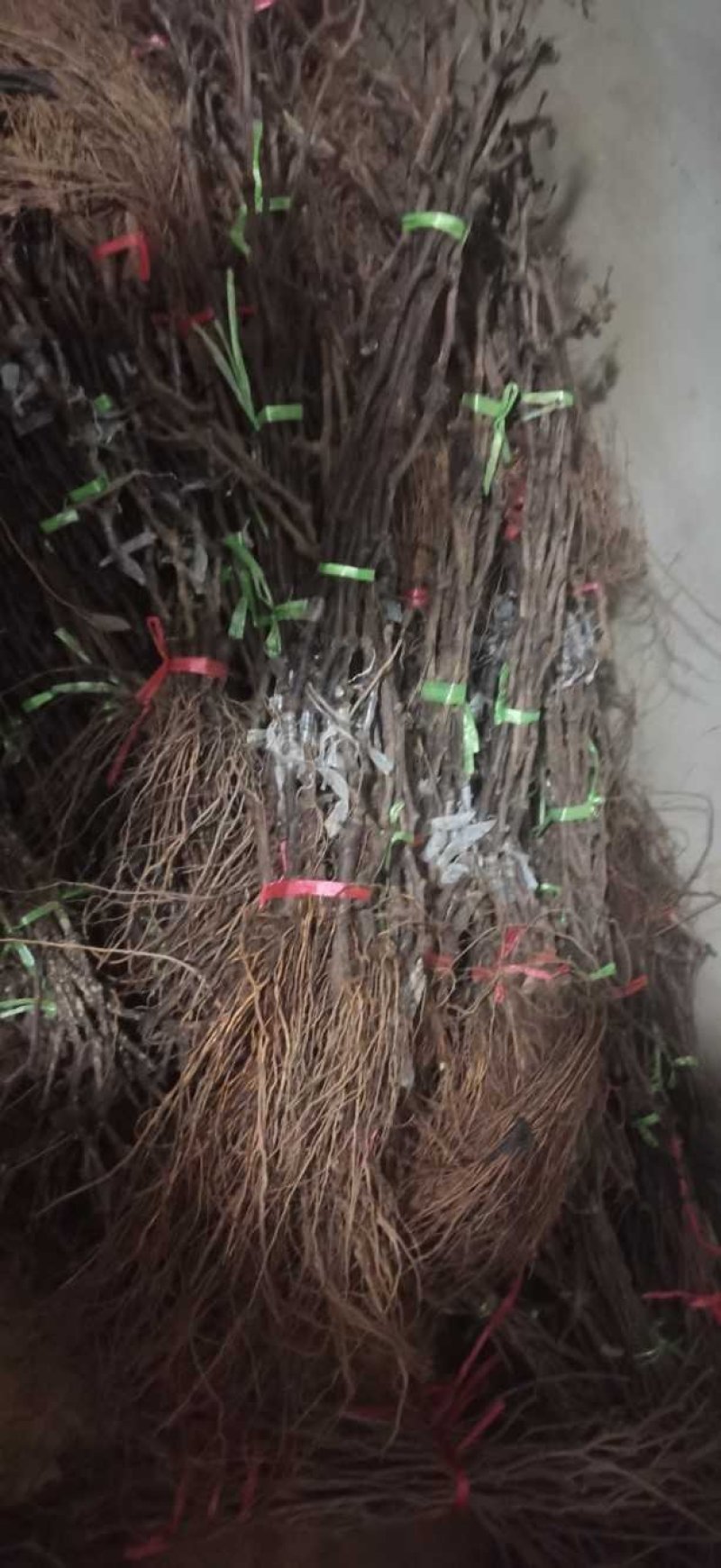 阳光玫瑰葡萄苗，成活率高，技术指导，保品种，可签合同