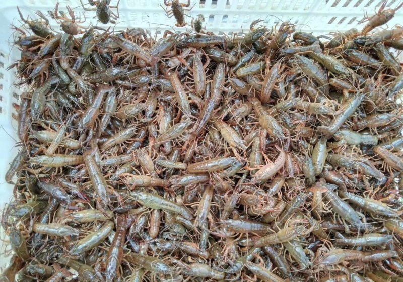 小龙虾虾苗，种虾，优质淡水小龙虾！！！！！！！！！
