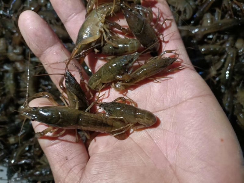 小龙虾虾苗，种虾，优质淡水小龙虾！！！！！！！！！