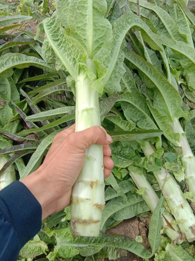 青笋，红叶笋大量上市，品质优，可视频看货支持来款代收代发