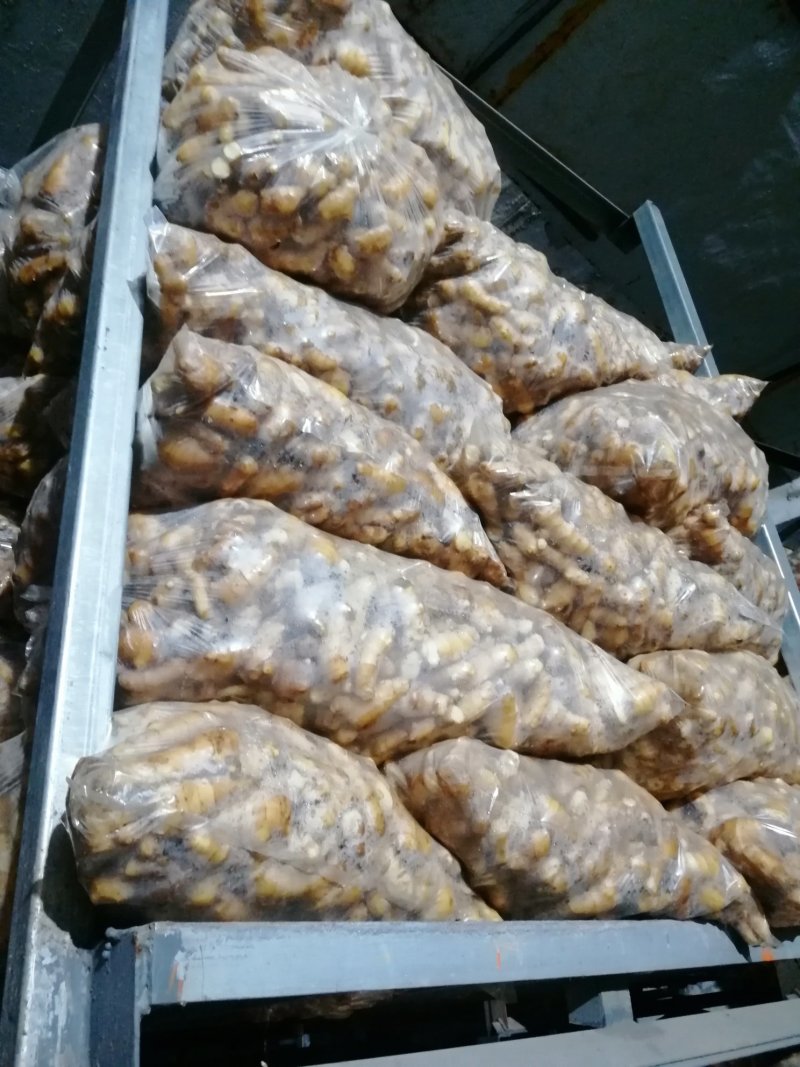 精品黄姜！姜头黄姜姜巴次品，一两到三两都有