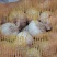 【热销】河南通许优质红皮蒜大量上市欢迎广大商家前来选购