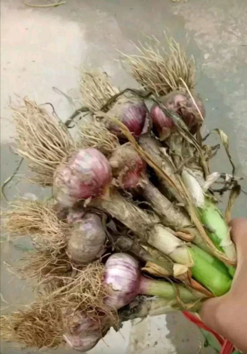 【热销】河南通许优质红皮蒜大量上市欢迎广大商家前来选购