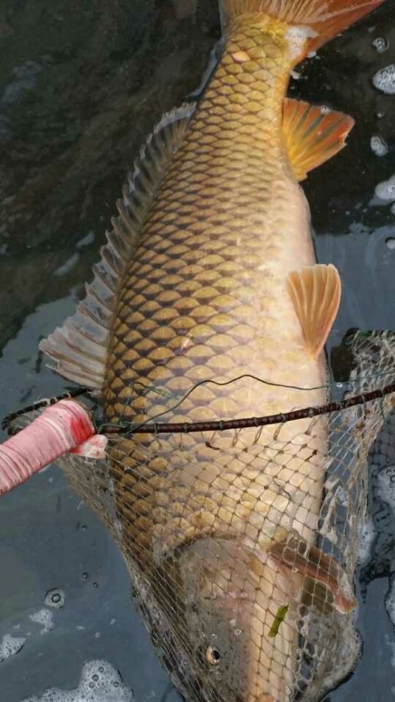 鲤鱼