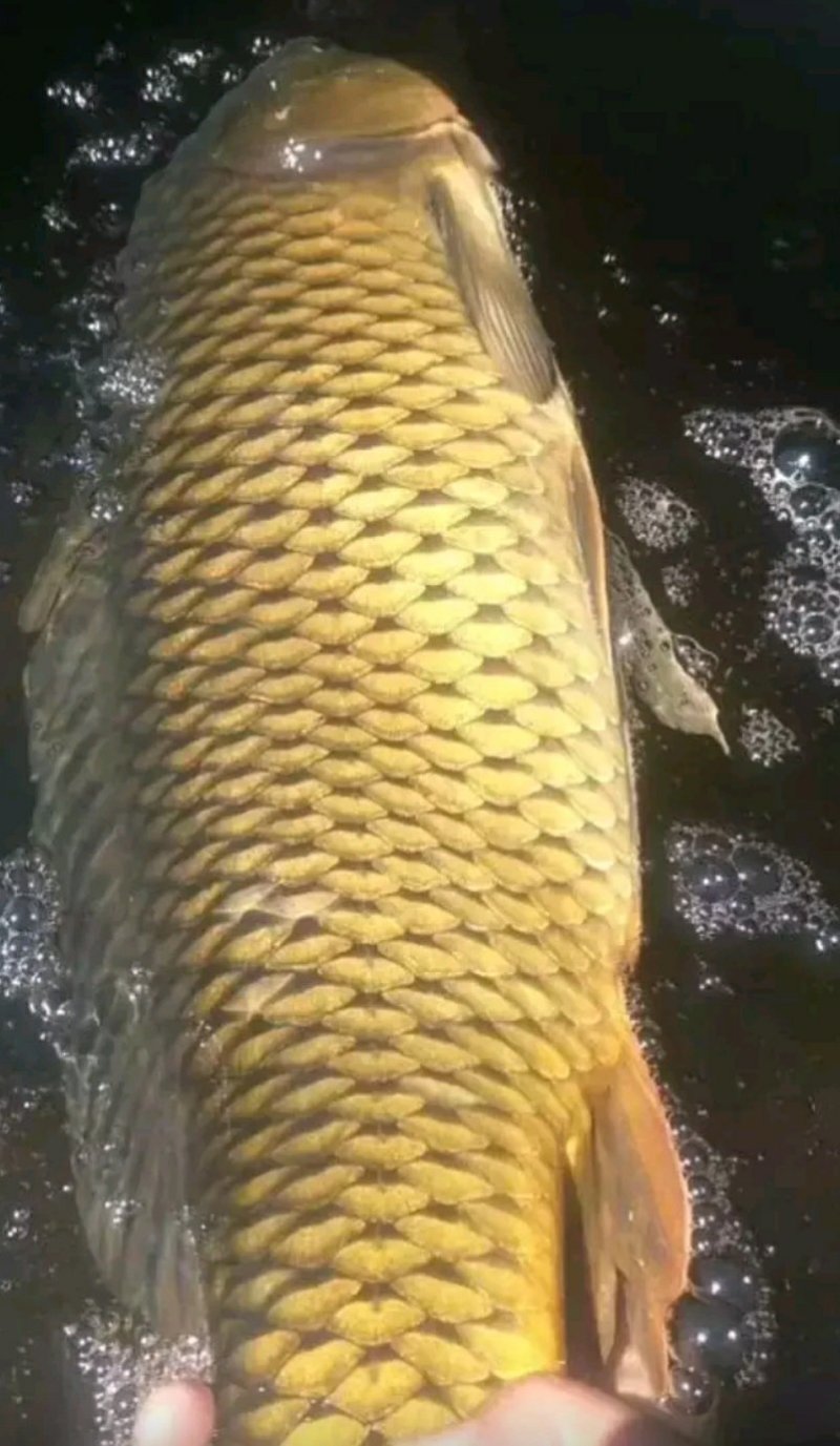 鲤鱼