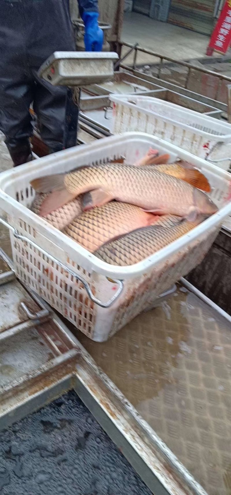 鲤鱼
