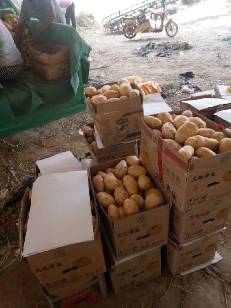 荷兰十五，希森，中暑精品3两以上基地直供货源充足