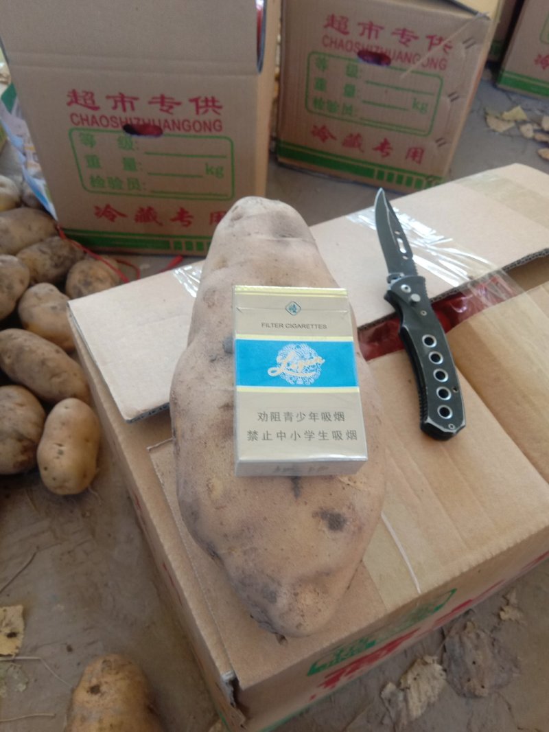 荷兰十五，希森，中暑精品3两以上基地直供货源充足