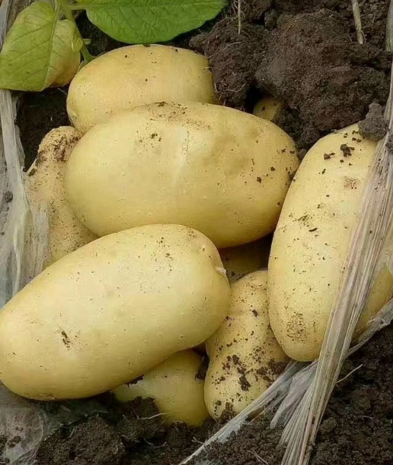荷兰十五，希森，中暑精品3两以上基地直供货源充足