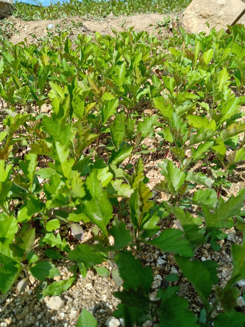 山楂苗原生芽苗高10cm左右现挖现卖质量保证