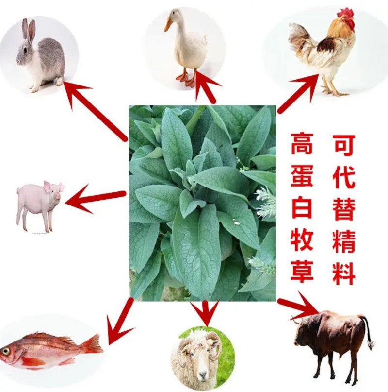 鲁梅克斯种子高产耐寒牧草种子进口优质草籽牛羊猪鸡鸭鹅鱼食