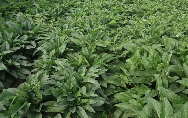 鲁梅克斯种子高产耐寒牧草种子进口优质草籽牛羊猪鸡鸭鹅鱼食