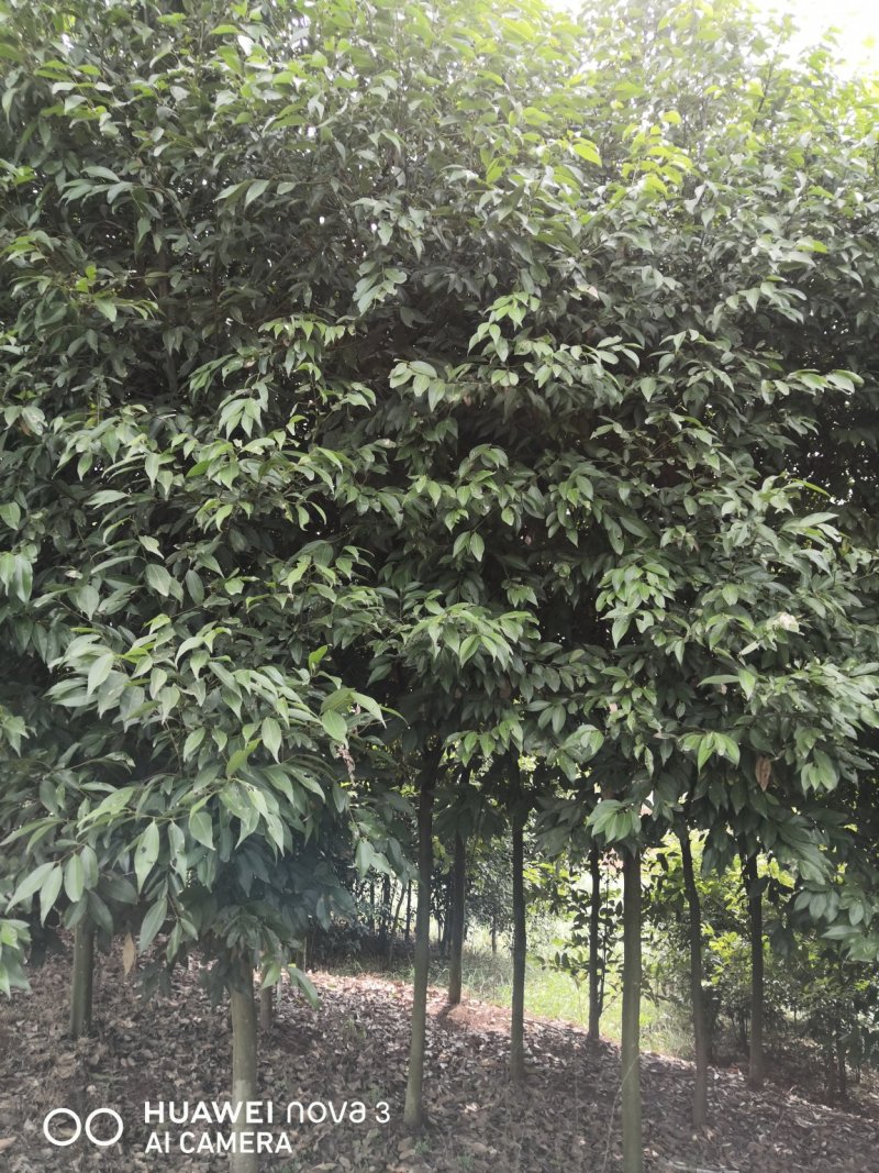 天竺桂分枝1.5—2.3米