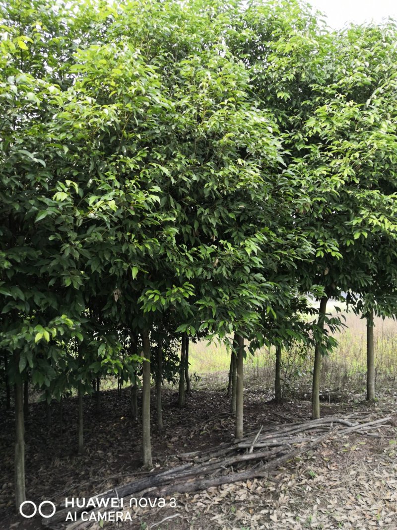 天竺桂分枝1.5—2.3米