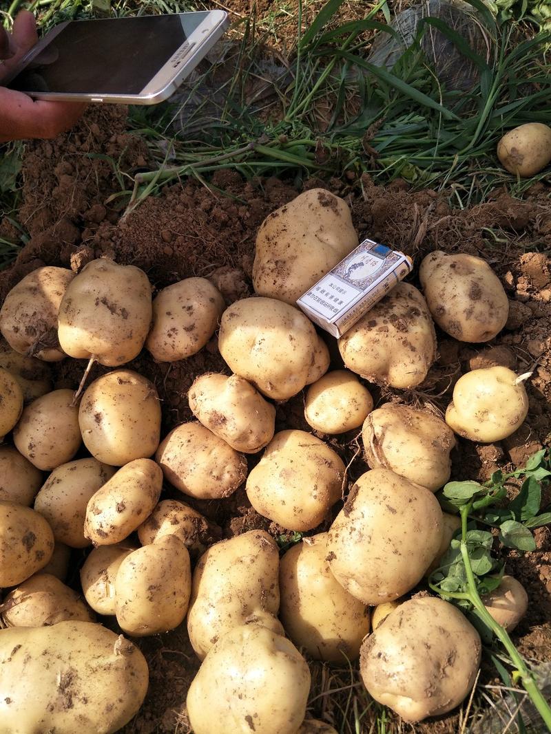 湖北基地直供早大白土豆3两以上，各种规格提供一条龙服务