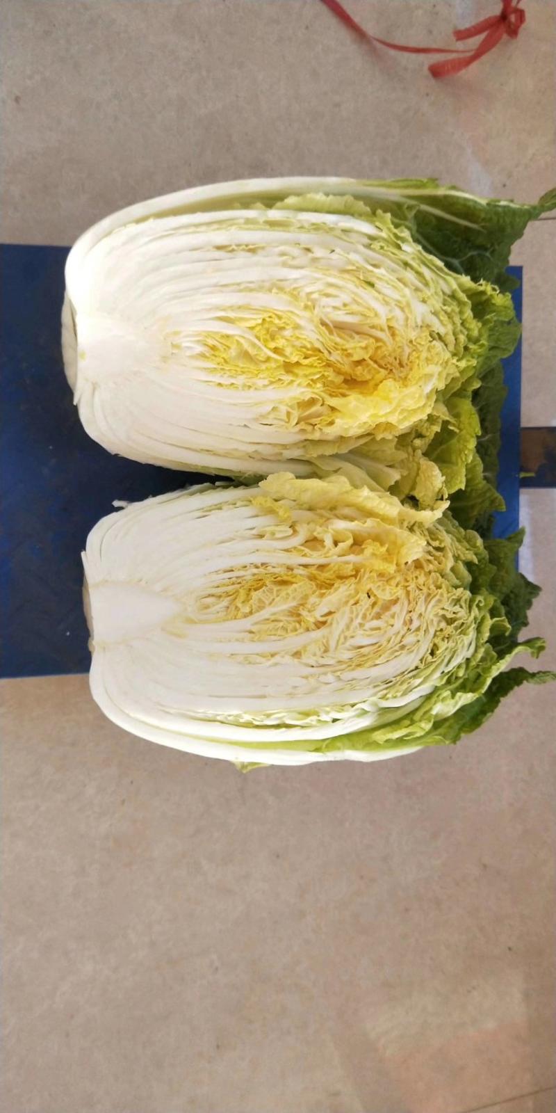 河南夏邑陆地大白菜，产地直质量三包。黄心白菜。