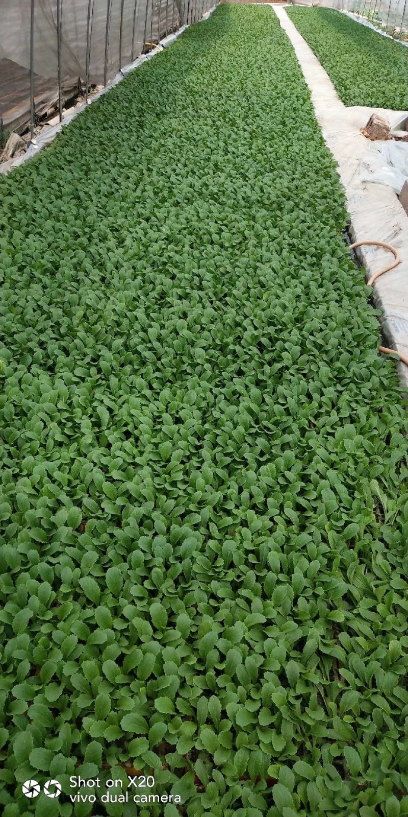 大白菜苗，基地直供，抗根肿，耐高温，苗子粗壮，