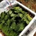精品菠菜(超市市场)一手货源