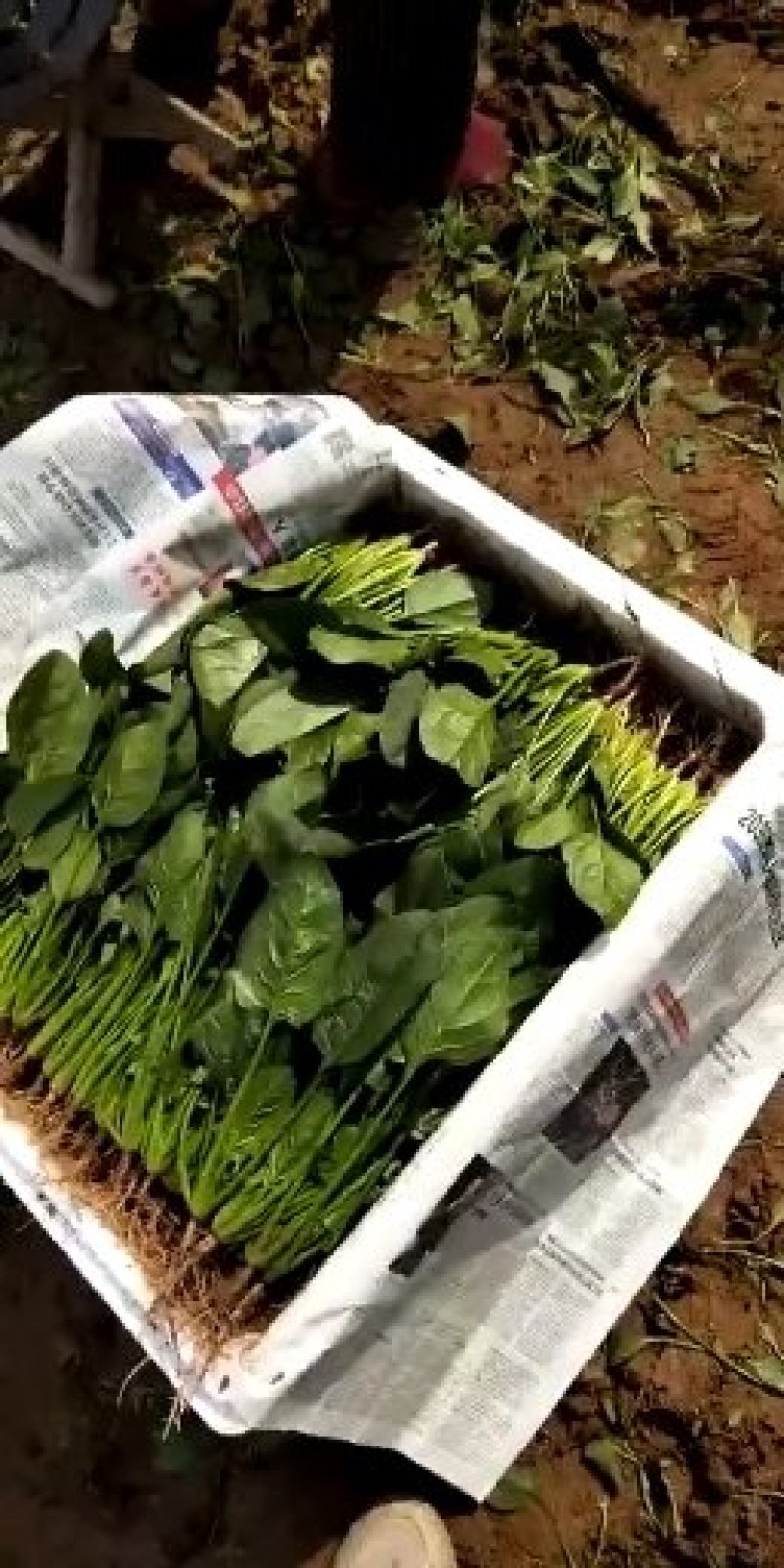 精品菠菜（超市市场）一手货源
