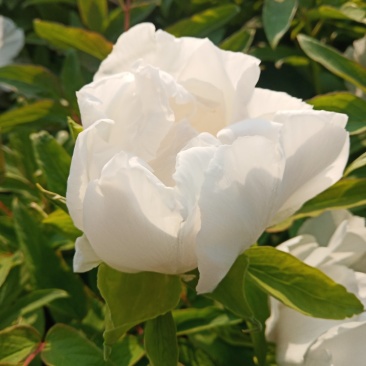 牡丹，花。牡丹花花牡丹