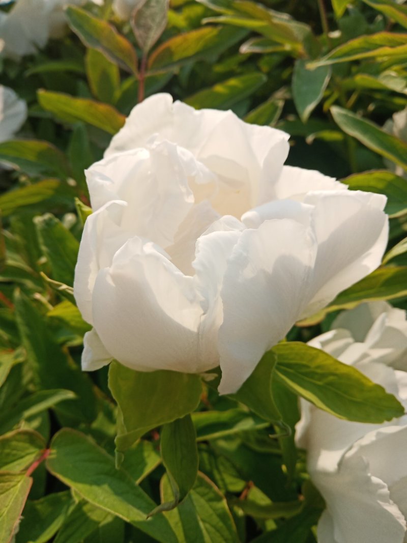 牡丹，花。牡丹花花牡丹