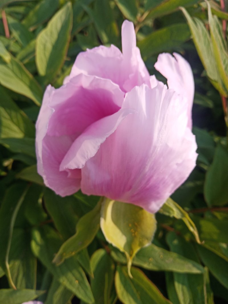 牡丹，花。牡丹花花牡丹