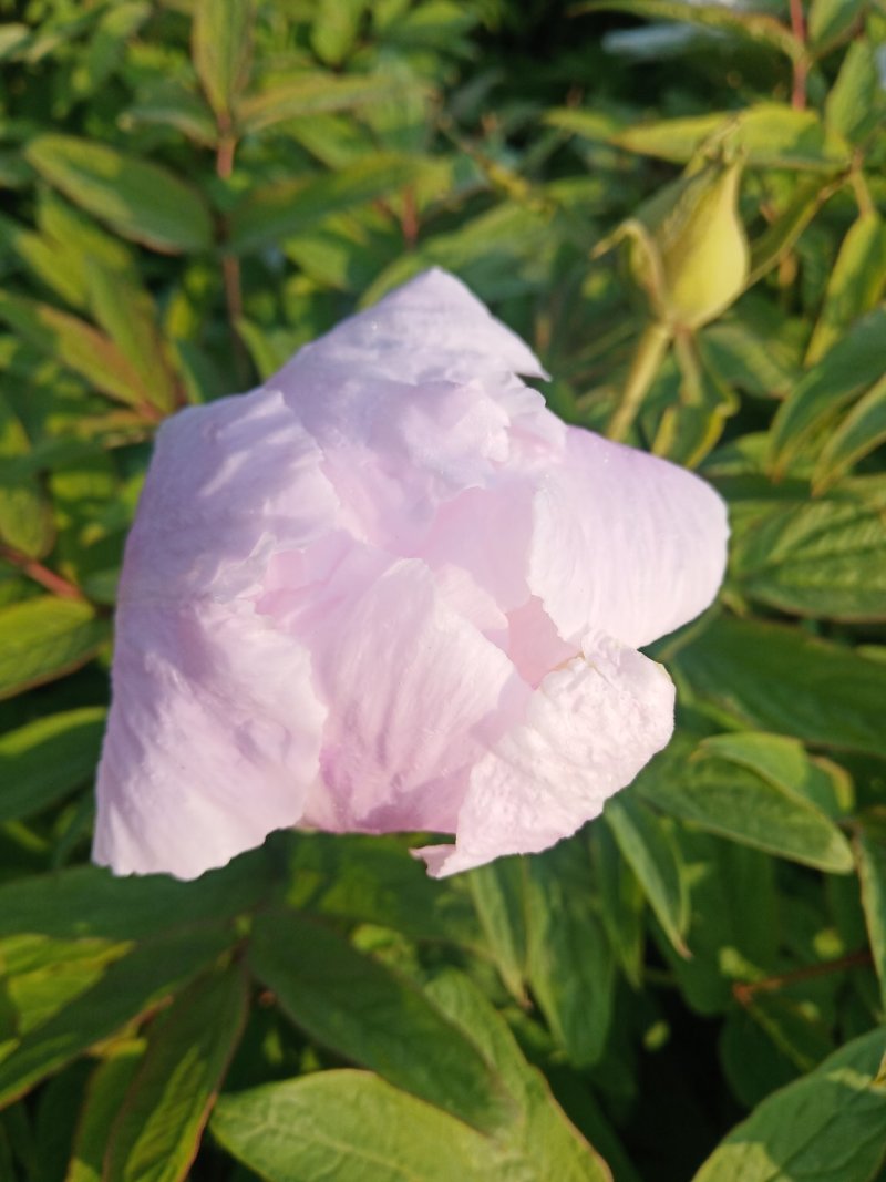 牡丹，花。牡丹花花牡丹