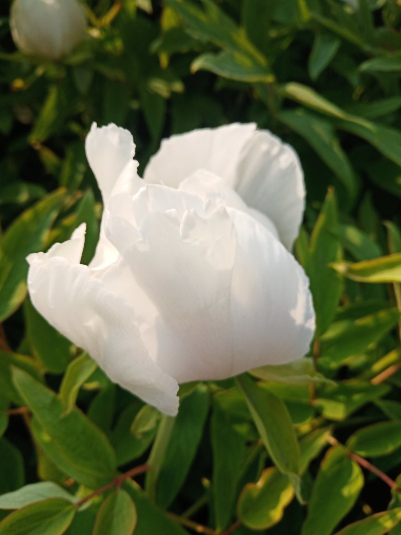 牡丹，花。牡丹花花牡丹