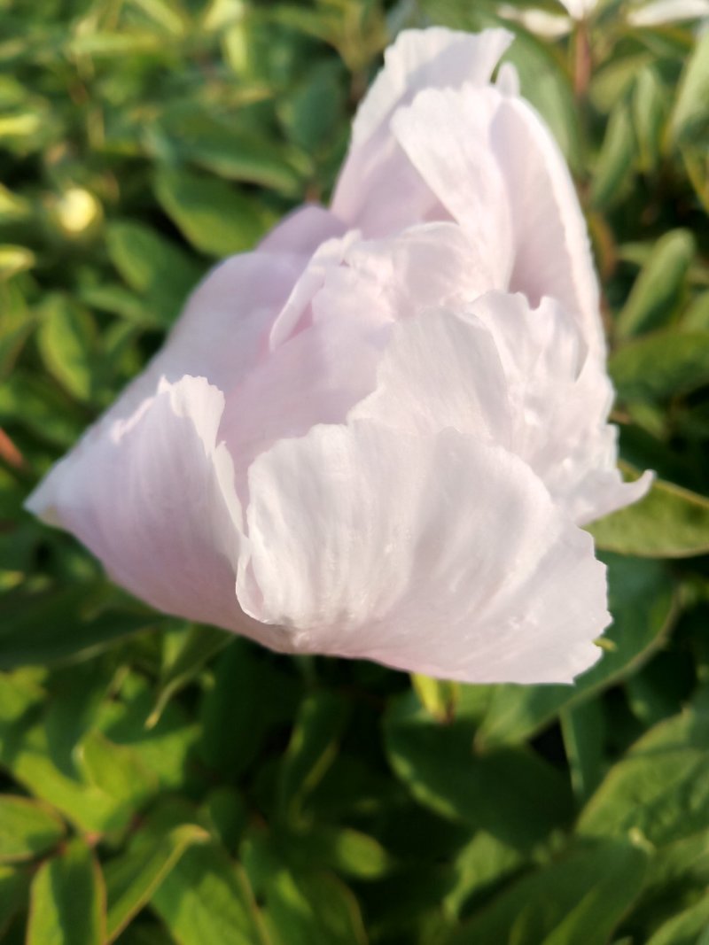 牡丹，花。牡丹花花牡丹