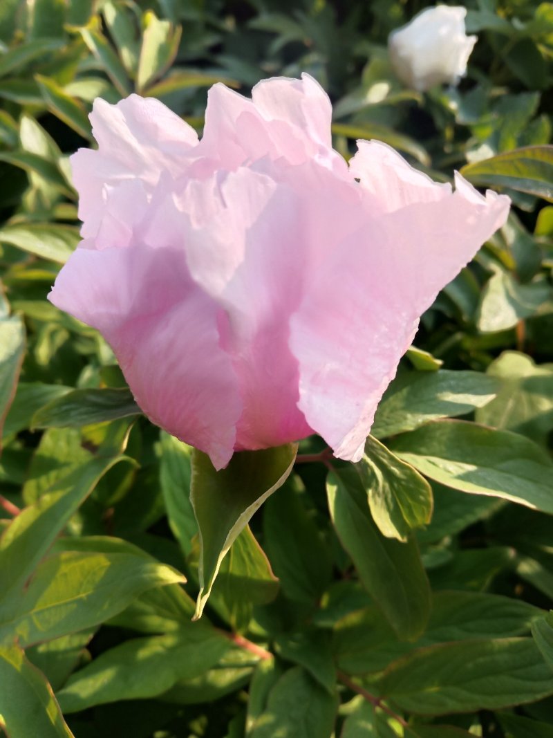 牡丹，花。牡丹花花牡丹