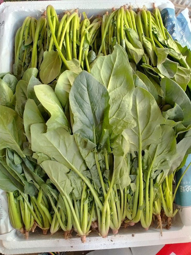 精品菠菜（超市市场）一手货源