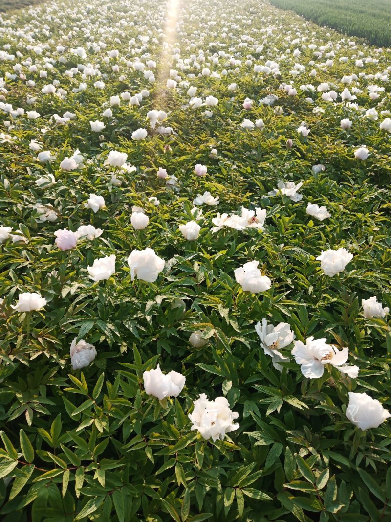 牡丹，花。牡丹花花牡丹